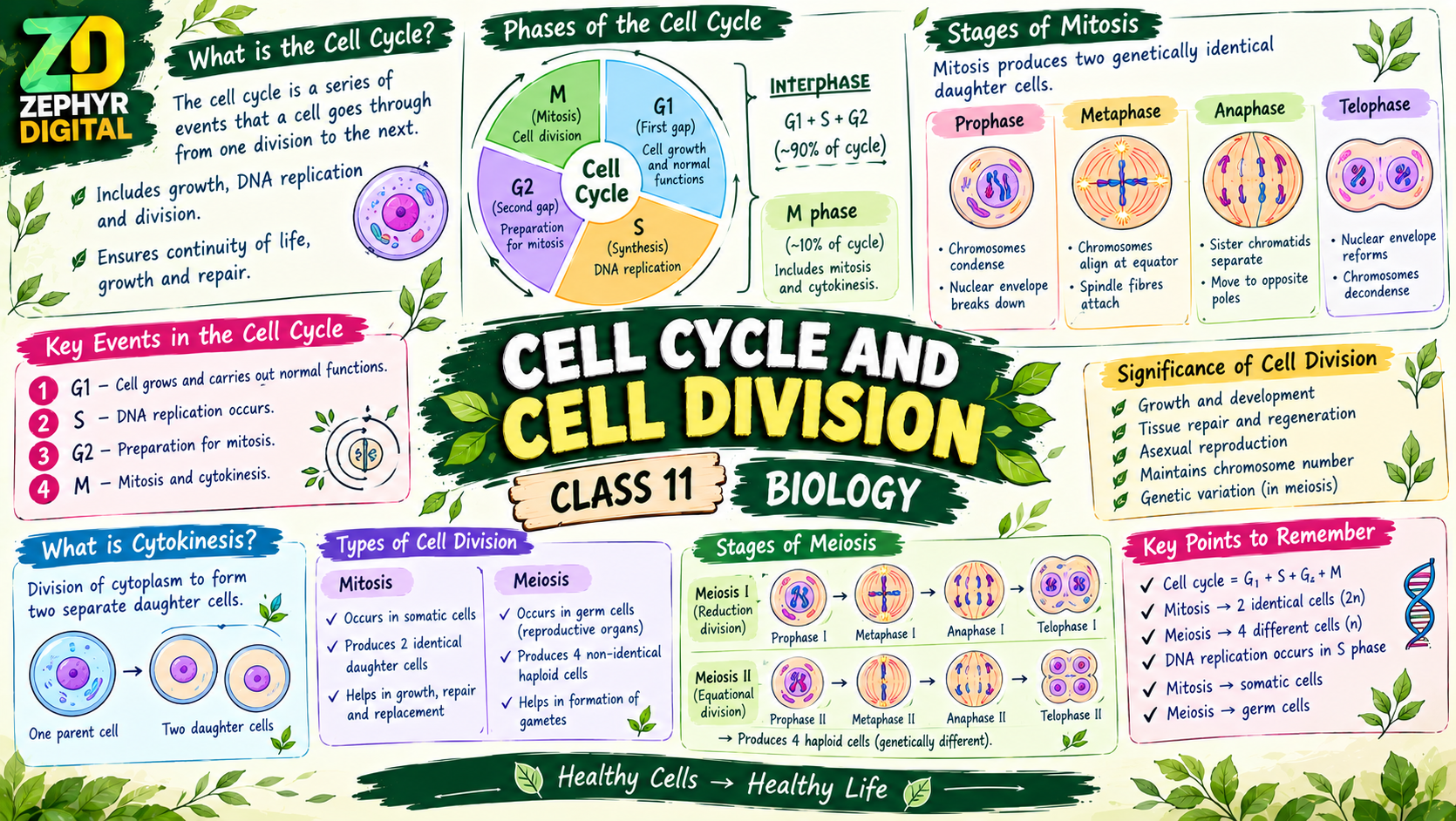 Cell Cycle and Cell Division