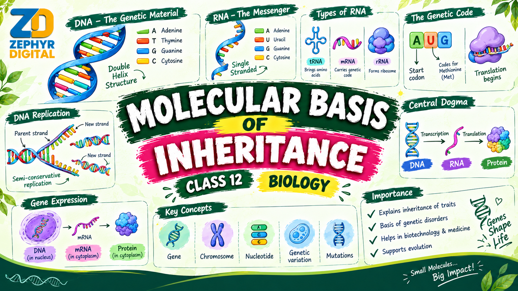 Molecular Basis of Inheritance