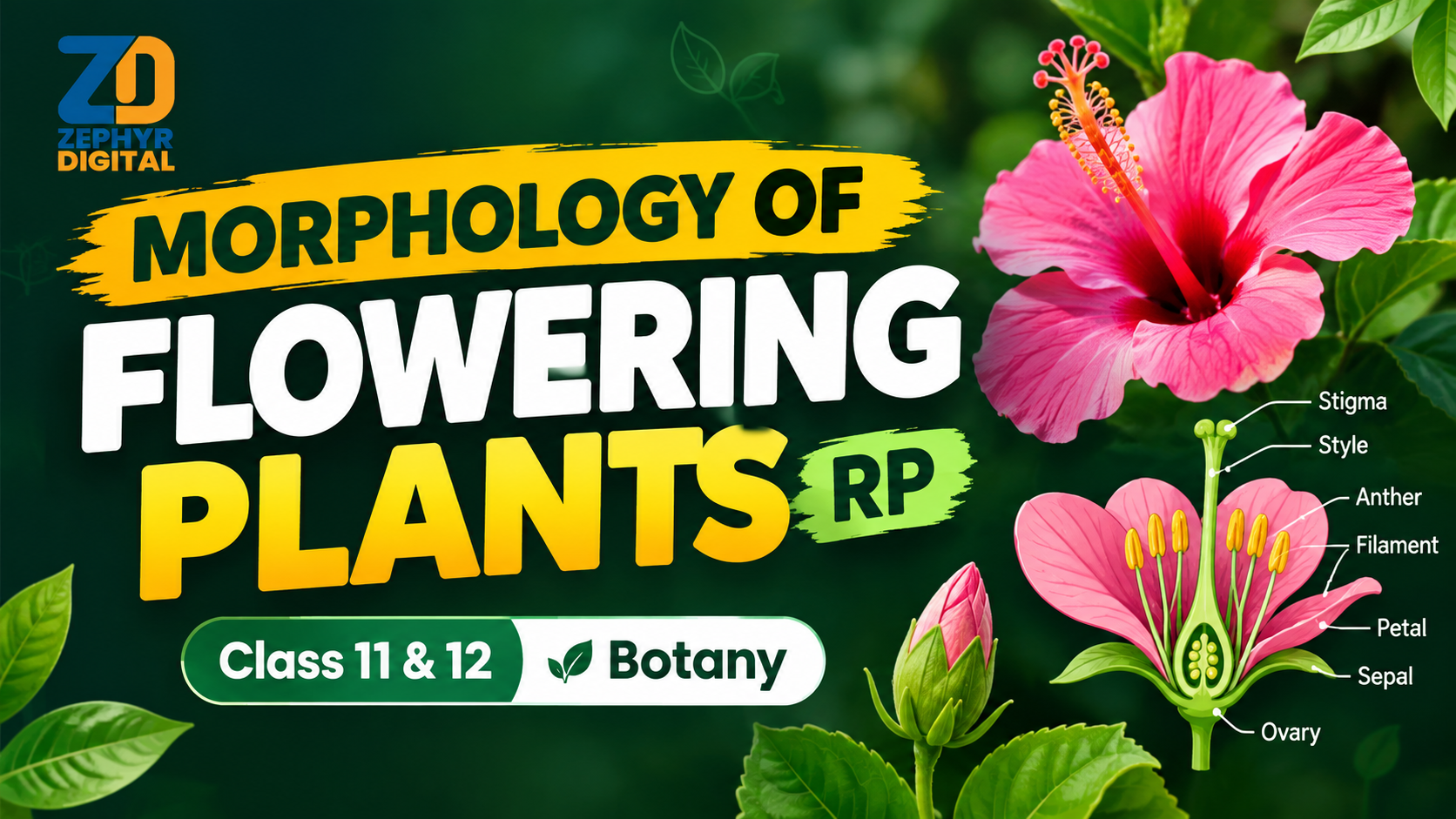 MORPHOLOGY OF FLOWERING PLANTS RP